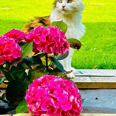 בית נופש Le Jardin De Lokijoy